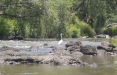 While the heron continued to fish