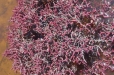 Exquisite vibrancy of flowering salt bush